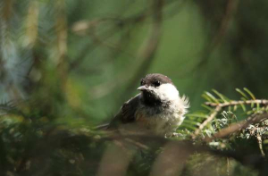 Willow tit