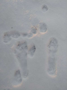 Hare tracks