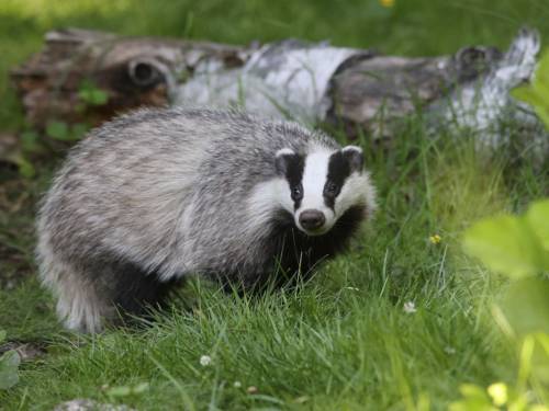Badger's den
