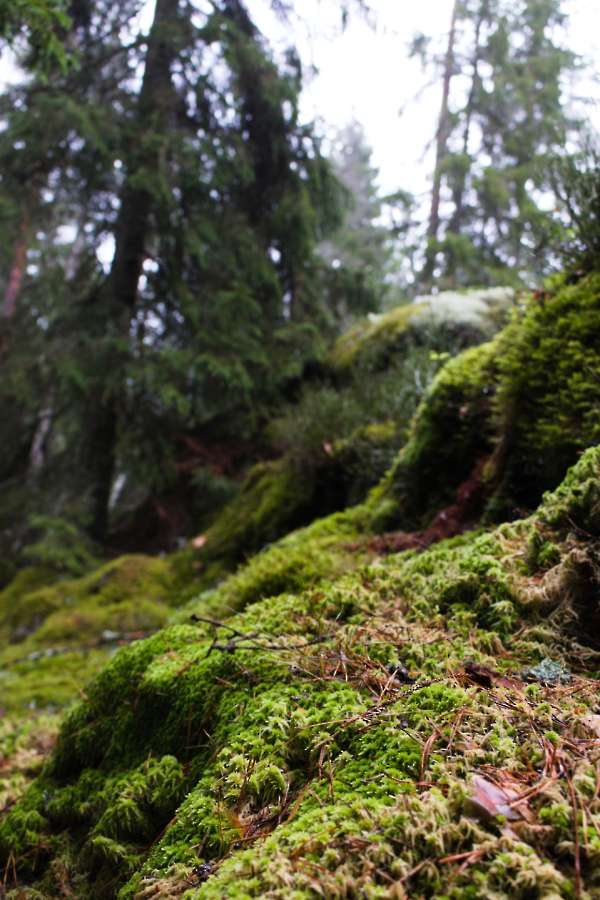 Fjällmossen Gammeltallstigen
