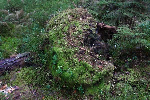 Fjällmossen Gammeltallstigen