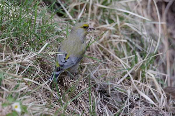 European greenfinch