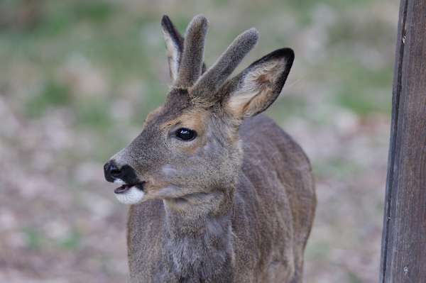 Eating roe deer