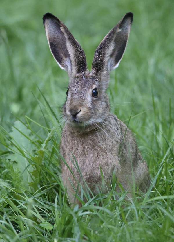 Hare