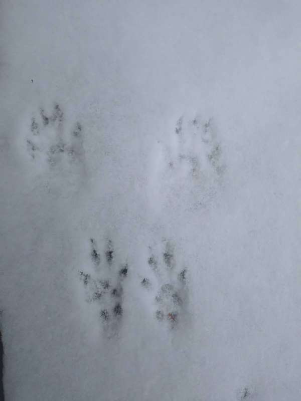 Squirrel paw print